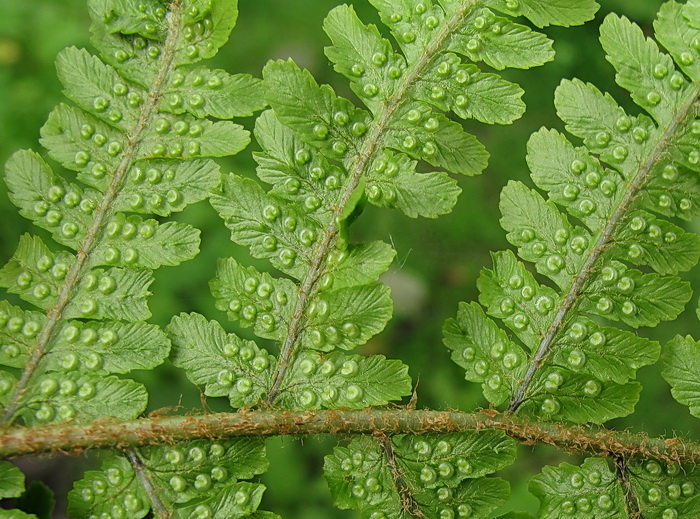 Изображение особи Dryopteris crassirhizoma.