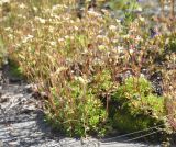 Saxifraga cespitosa. Цветущие растения. Карелия, Ладожское озеро, Валаамский архипелаг, остров Оборонный. 22.06.2012.