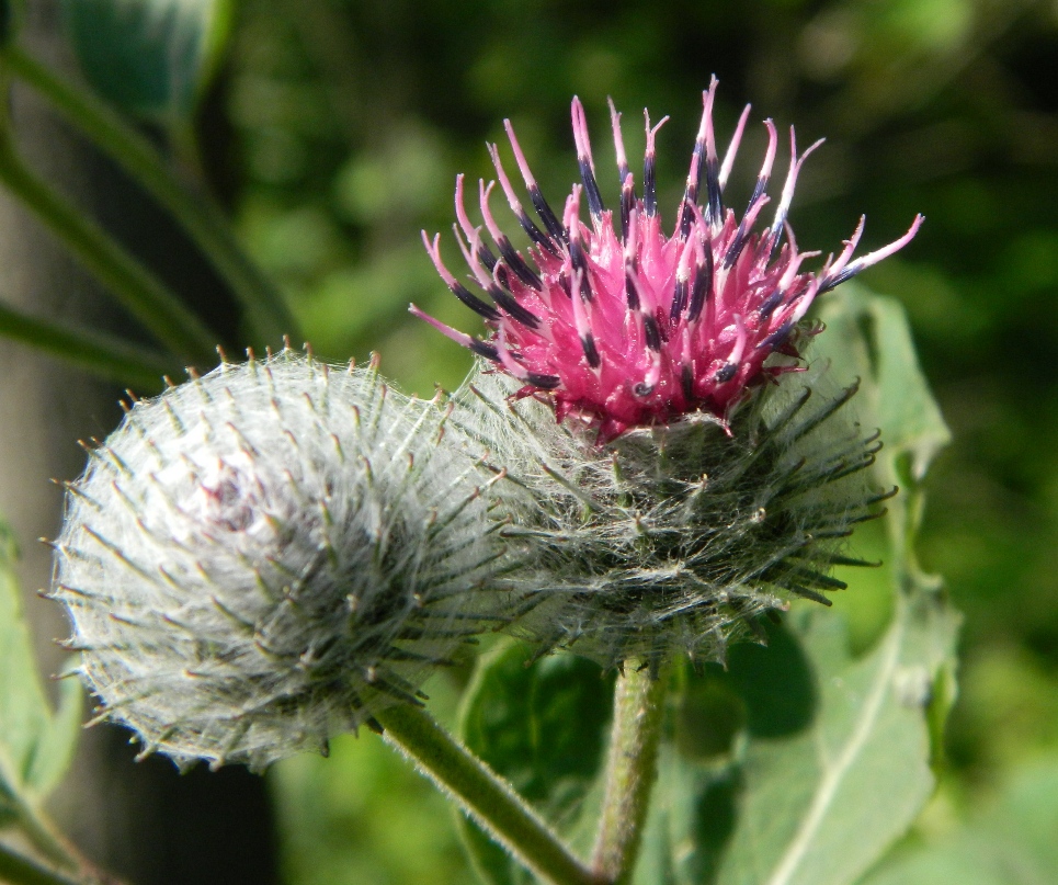 Image of Arctium tomentosum specimen.