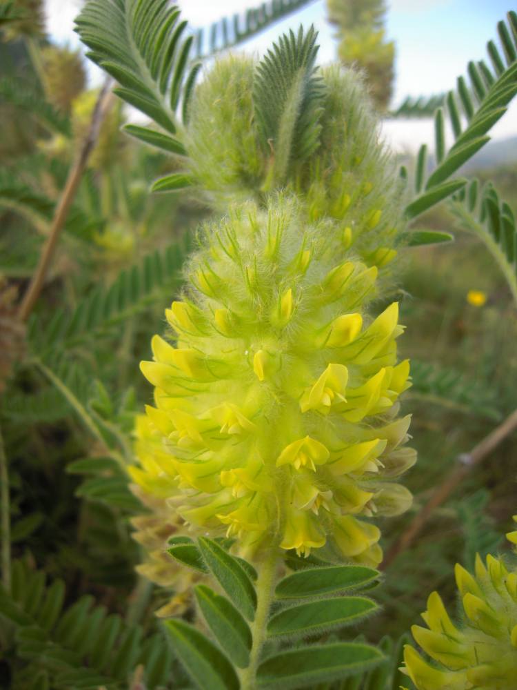 Image of Astragalus maximus specimen.