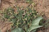 Astragalus xanthomeloides. Цветущее растение. Южный Казахстан, каньон Даубаба, правый берег. 05.05.2012.