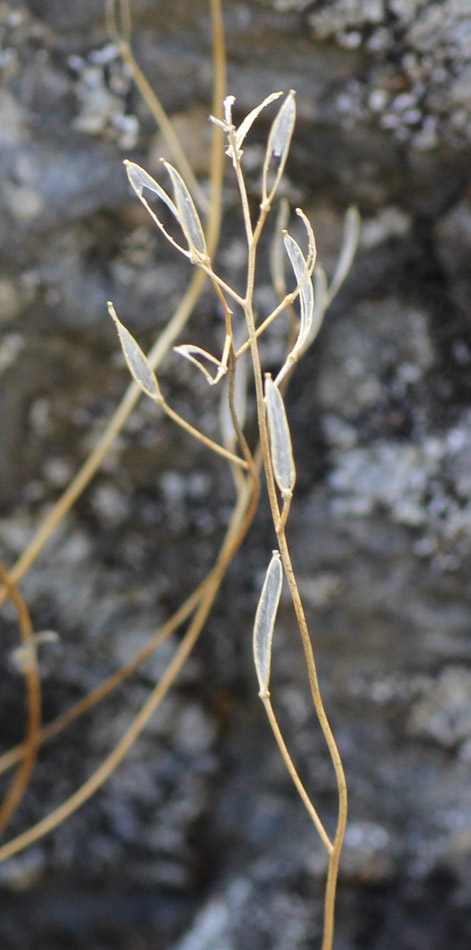 Image of Draba siliquosa specimen.