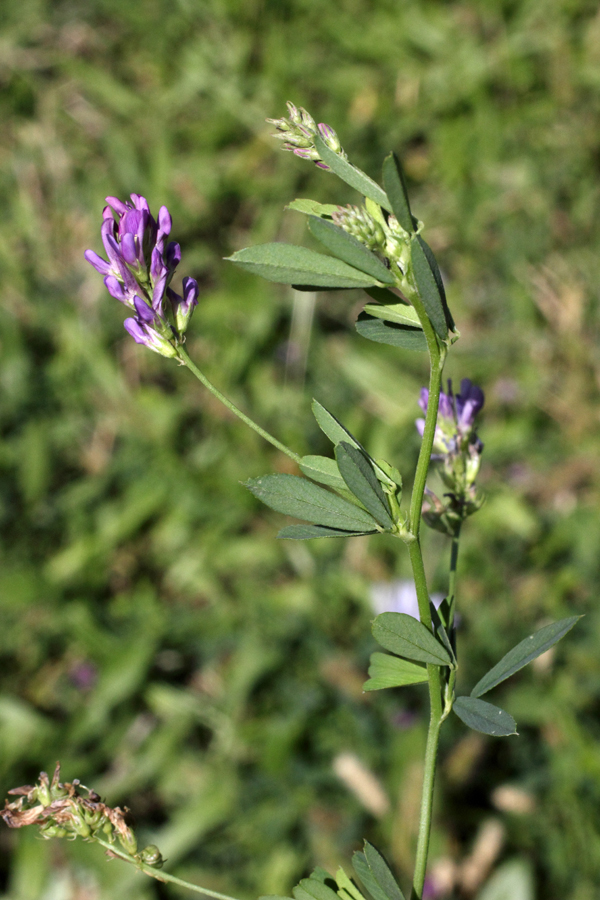 Изображение особи Medicago sativa.