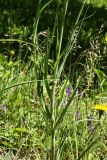 Tragopogon pratensis