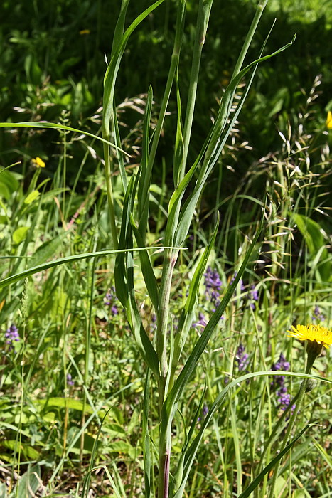 Изображение особи Tragopogon pratensis.