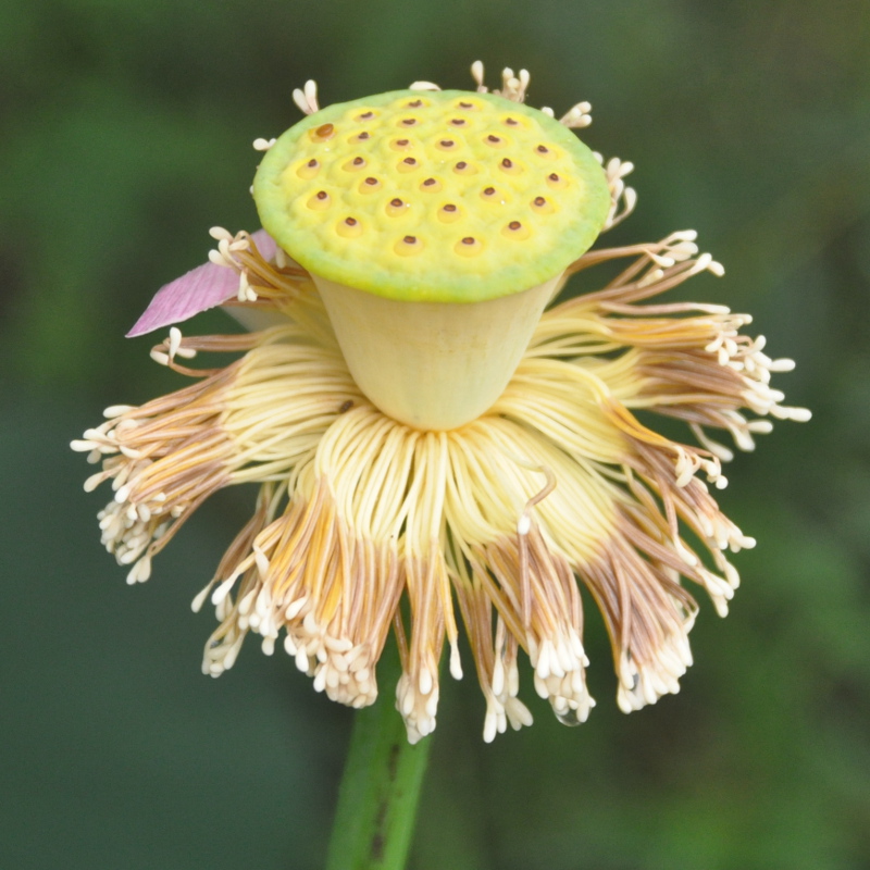 Image of Nelumbo komarovii specimen.