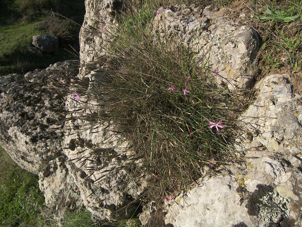 Изображение особи Dianthus brachyodontus.