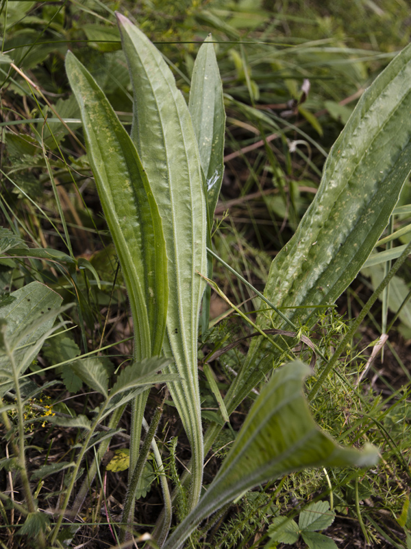 Изображение особи Plantago urvillei.