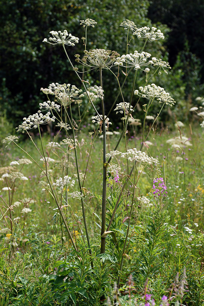 Изображение особи Angelica sylvestris.