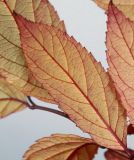 Spiraea japonica. Лист в осенней окраске (обратная сторона листа). Германия, г. Кемпен, в парке. 11.11.2012.