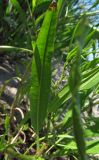 Rumex palustris. Листья. Испания, г. Валенсия, Альбуфера (Albufera de Valencia), берег оросительного канала рисового поля. 6 апреля 2012 г.