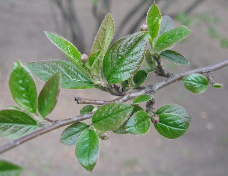 Изображение особи Cotoneaster lucidus.