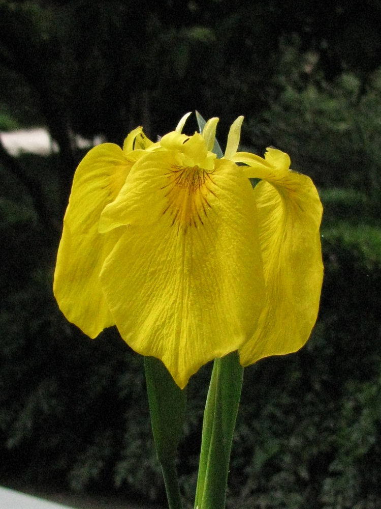 Image of Iris pseudacorus specimen.