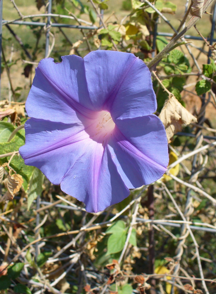 Image of Ipomoea indica specimen.