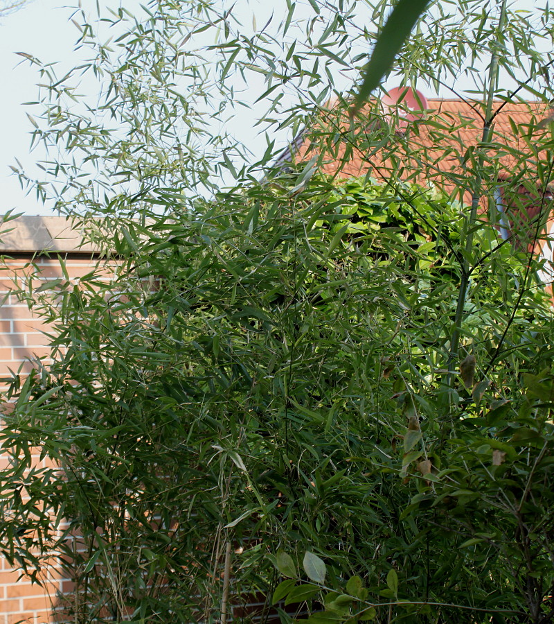 Image of genus Phyllostachys specimen.