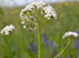 род Valeriana. Верхушка растения с соцветиями. Тульская обл., Плавский р-н, окр. пос. Молочные Дворы, овраг. 27.05.2013.