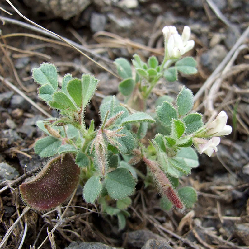 Image of Melilotoides biflora specimen.