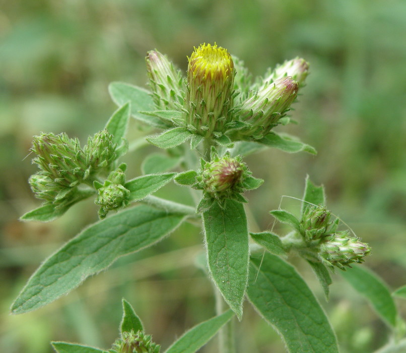 Image of Inula conyza specimen.