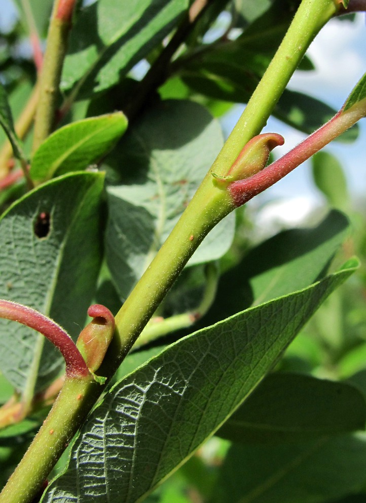 Image of Salix bebbiana specimen.