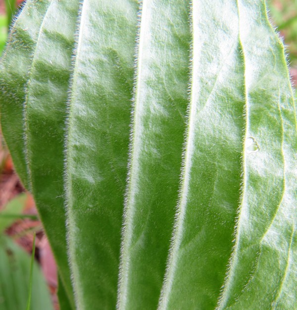 Image of Plantago urvillei specimen.