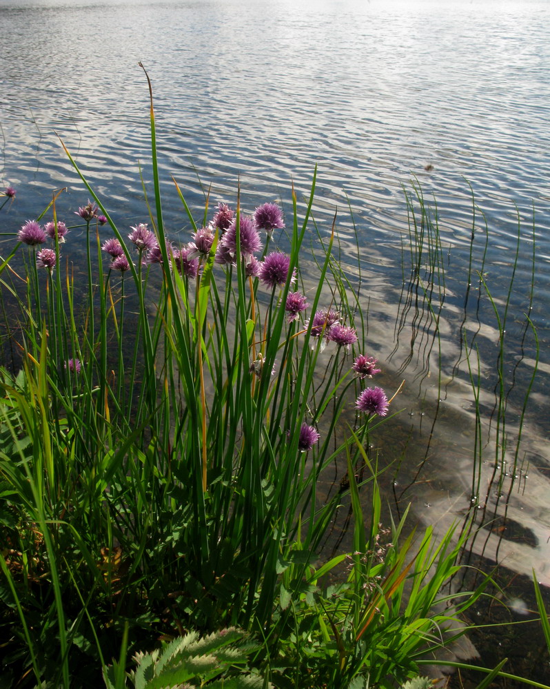 Image of Allium schoenoprasum specimen.