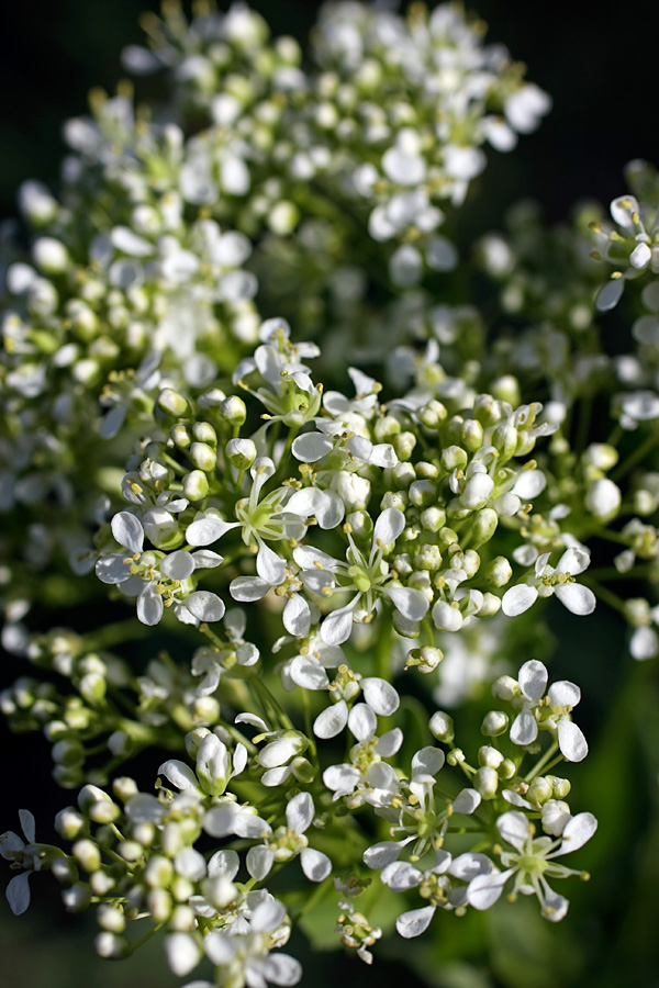 Изображение особи Cardaria repens.