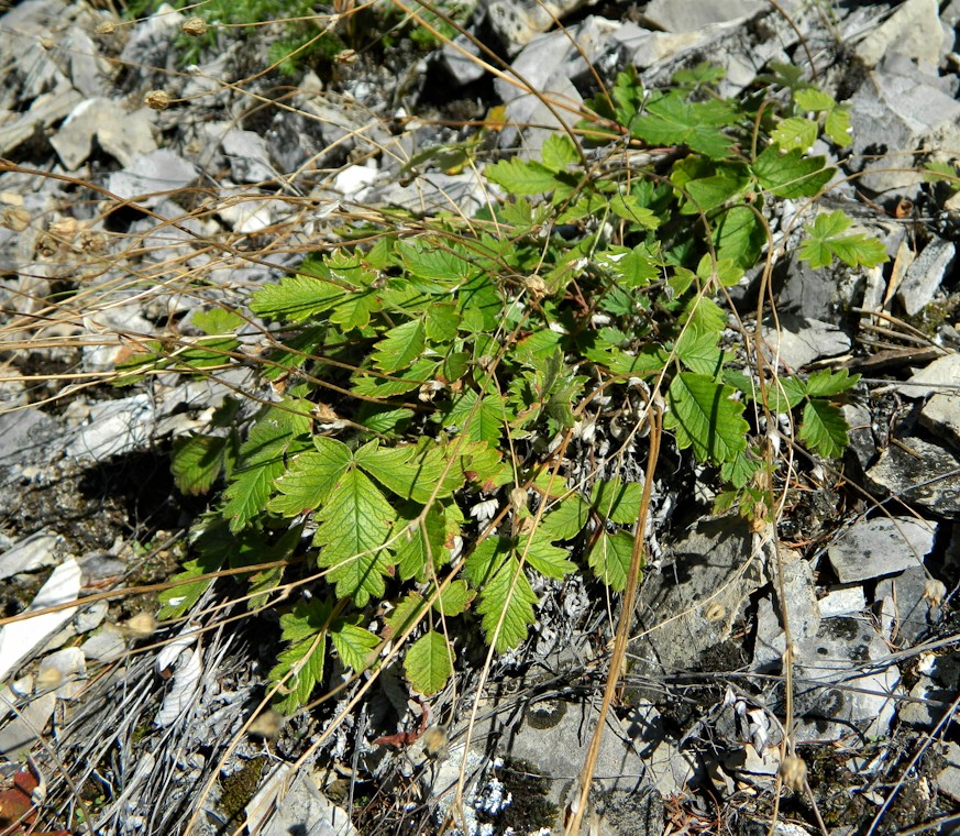 Image of Potentilla arenosa specimen.