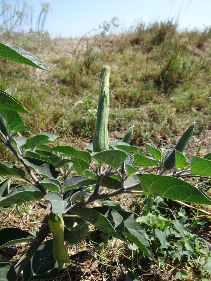 Изображение особи Datura innoxia.