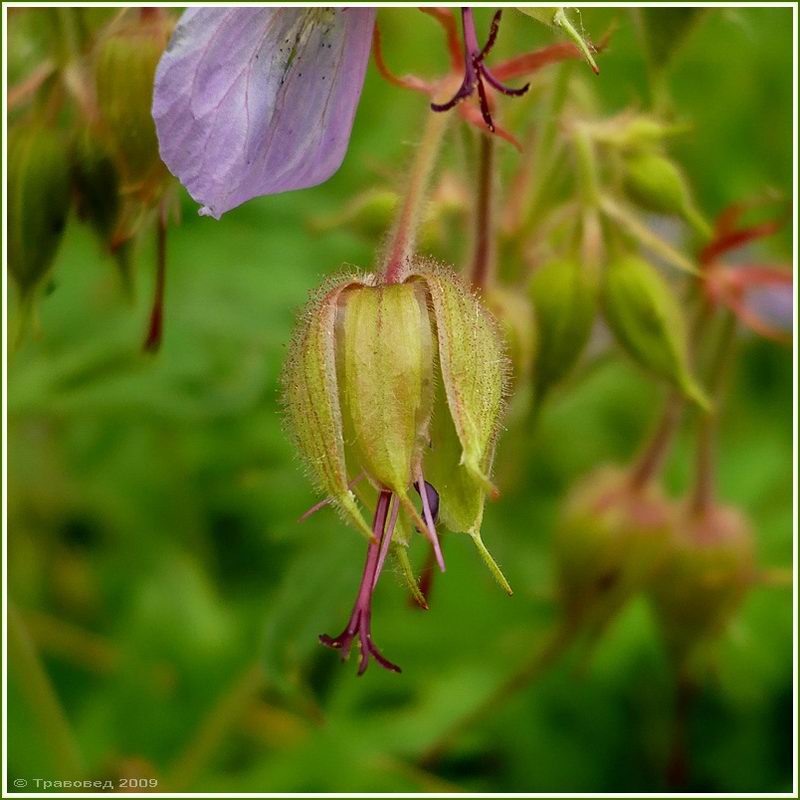 Image of Geranium pratense specimen.