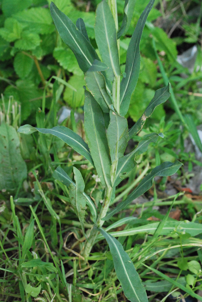 Image of Isatis tinctoria specimen.