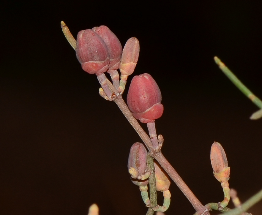 Image of Ephedra aphylla specimen.