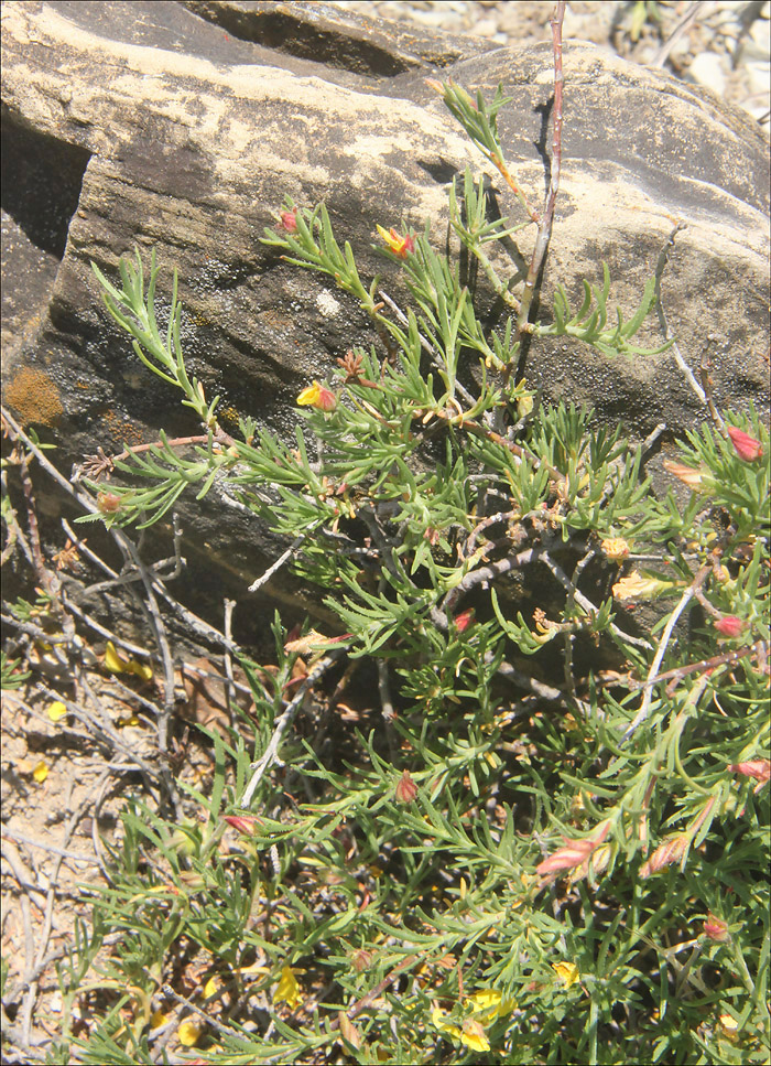 Image of Fumana procumbens specimen.