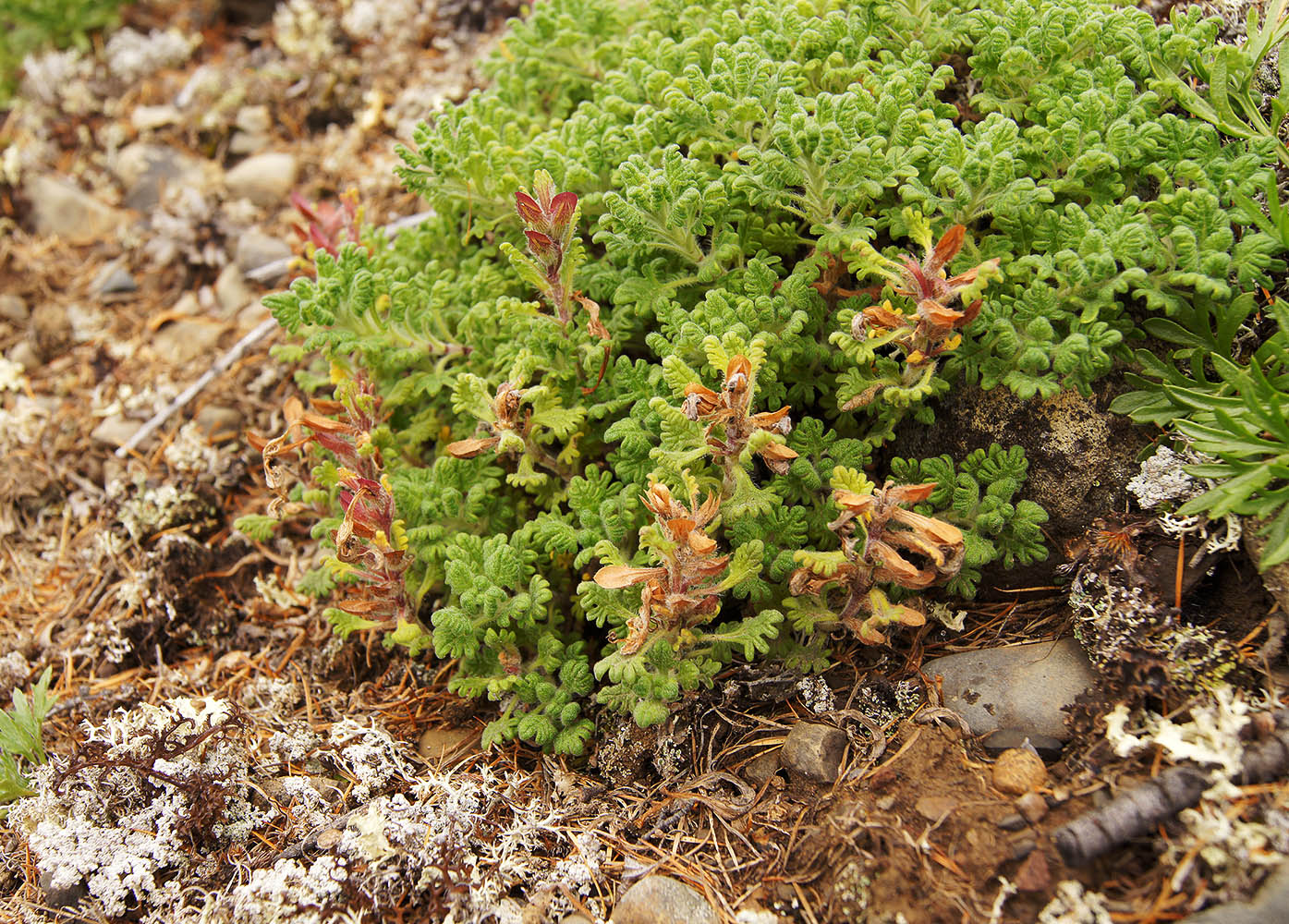 Image of Dracocephalum palmatum specimen.