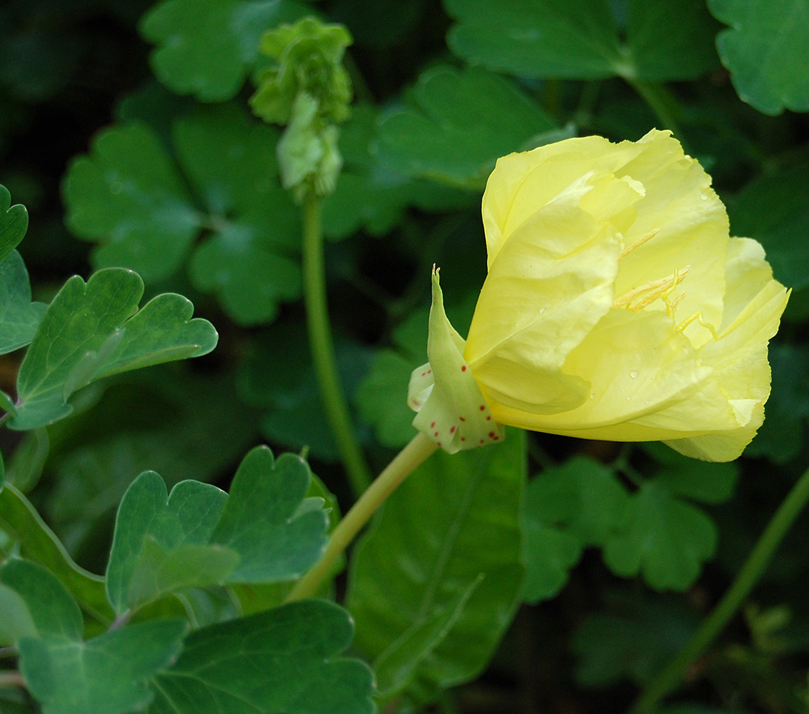 Изображение особи род Oenothera.