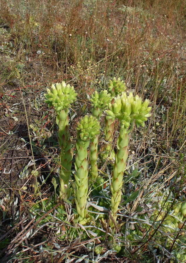 Изображение особи Jovibarba globifera.