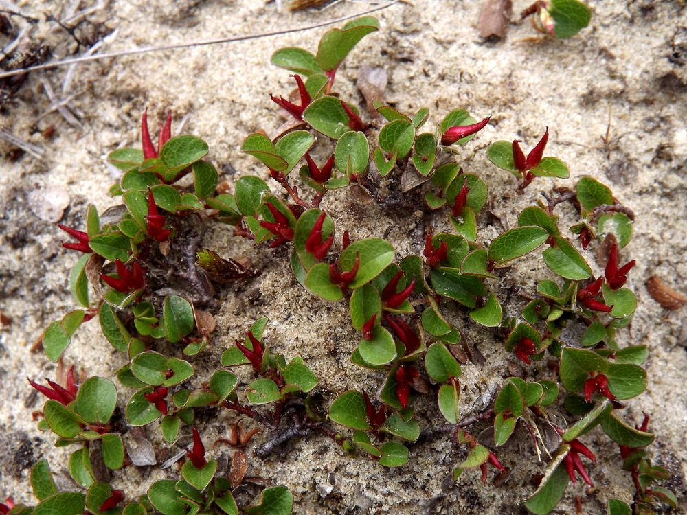 Image of Salix nummularia specimen.