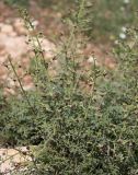Scrophularia xanthoglossa. Цветущее растение. Израиль, гора Гильбоа, гарига. 22.03.2014.
