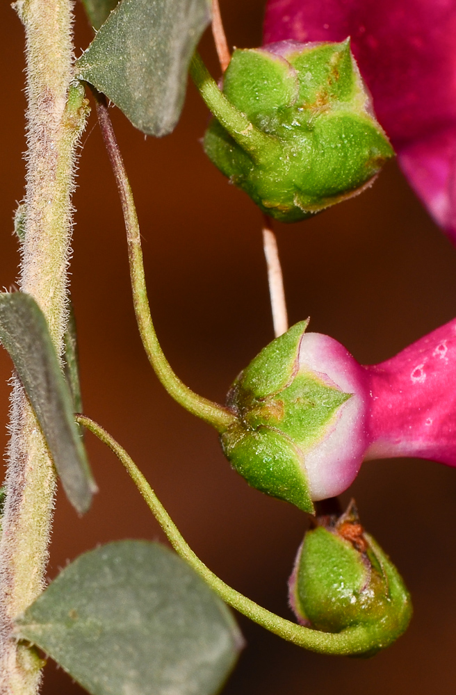 Image of Eremophila laanii specimen.