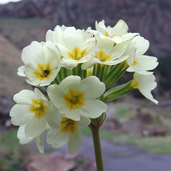 Изображение особи Primula cordifolia.