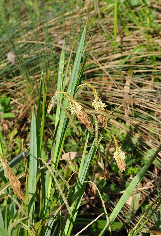 Image of Carex pendula specimen.