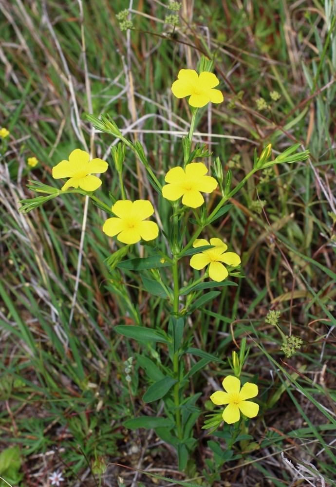 Изображение особи Linum nodiflorum.