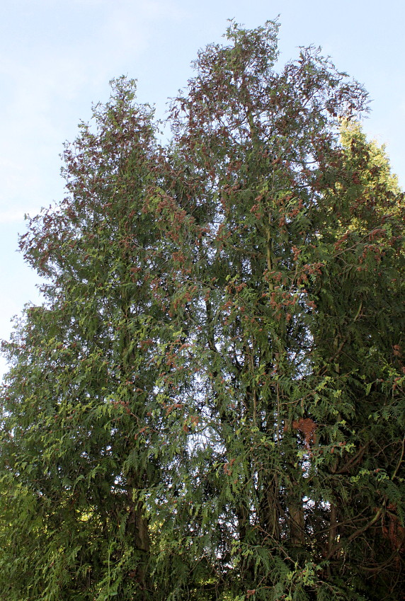 Image of genus Thuja specimen.