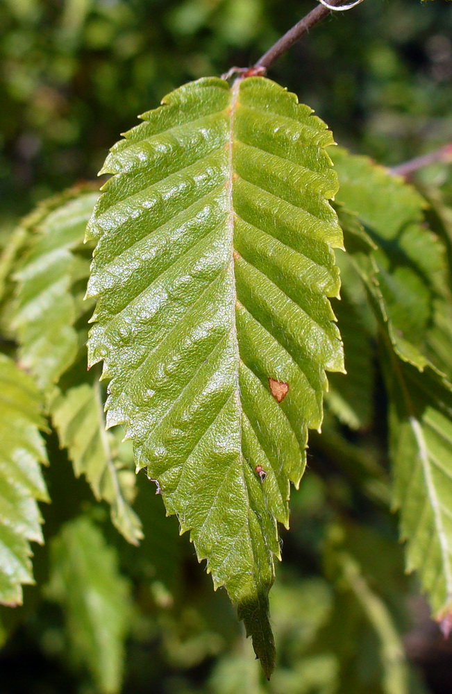 Изображение особи Carpinus orientalis.