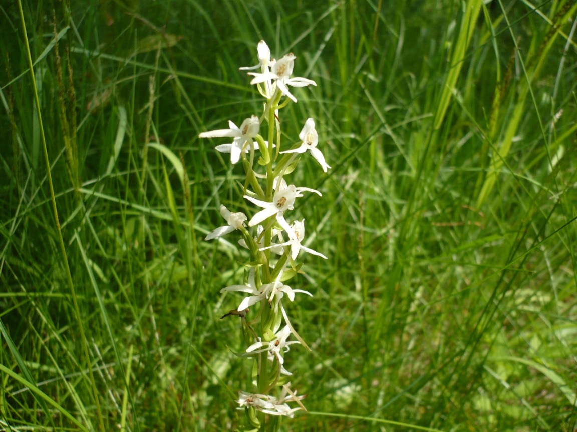 Image of Platanthera bifolia specimen.