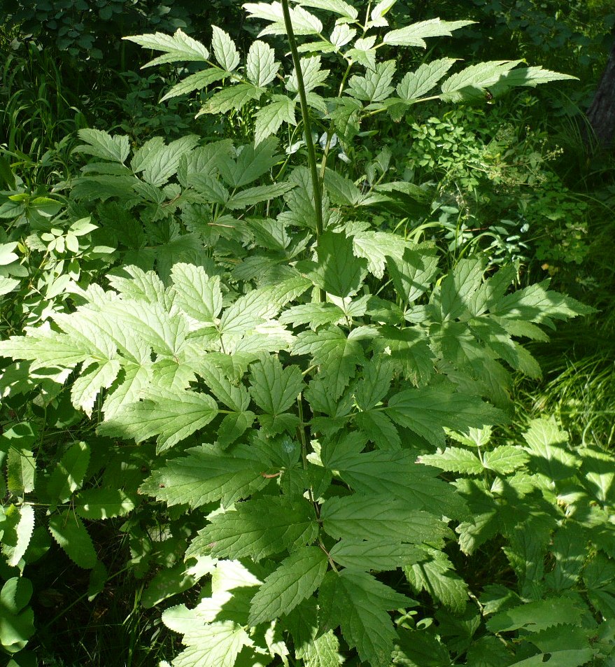 Image of Cimicifuga foetida specimen.