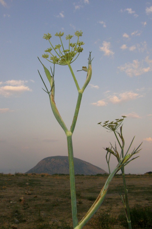 Image of Foeniculum vulgare specimen.