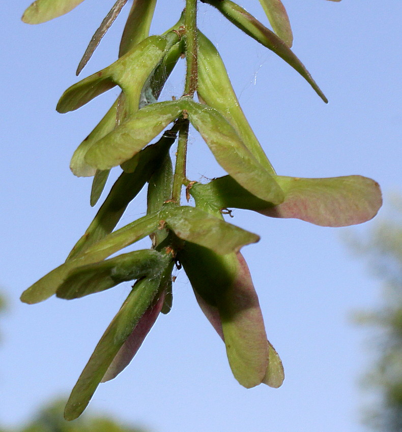 Image of Acer cissifolium specimen.