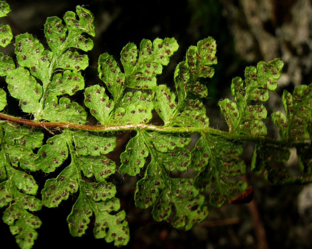 Image of Woodsia taigischensis specimen.