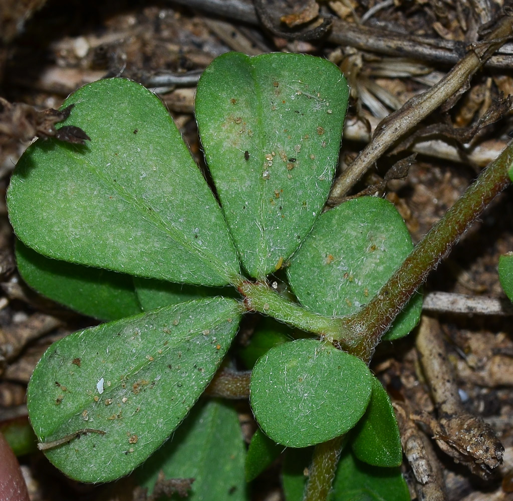 Изображение особи Lotus peregrinus.