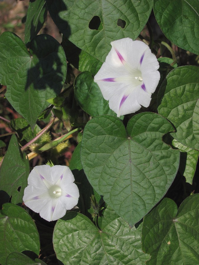 Image of Ipomoea purpurea specimen.